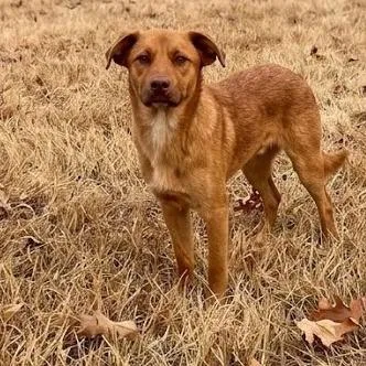 A young medium-sized male Mixed Breed dog named Elie for adoption in Guntersville, AL