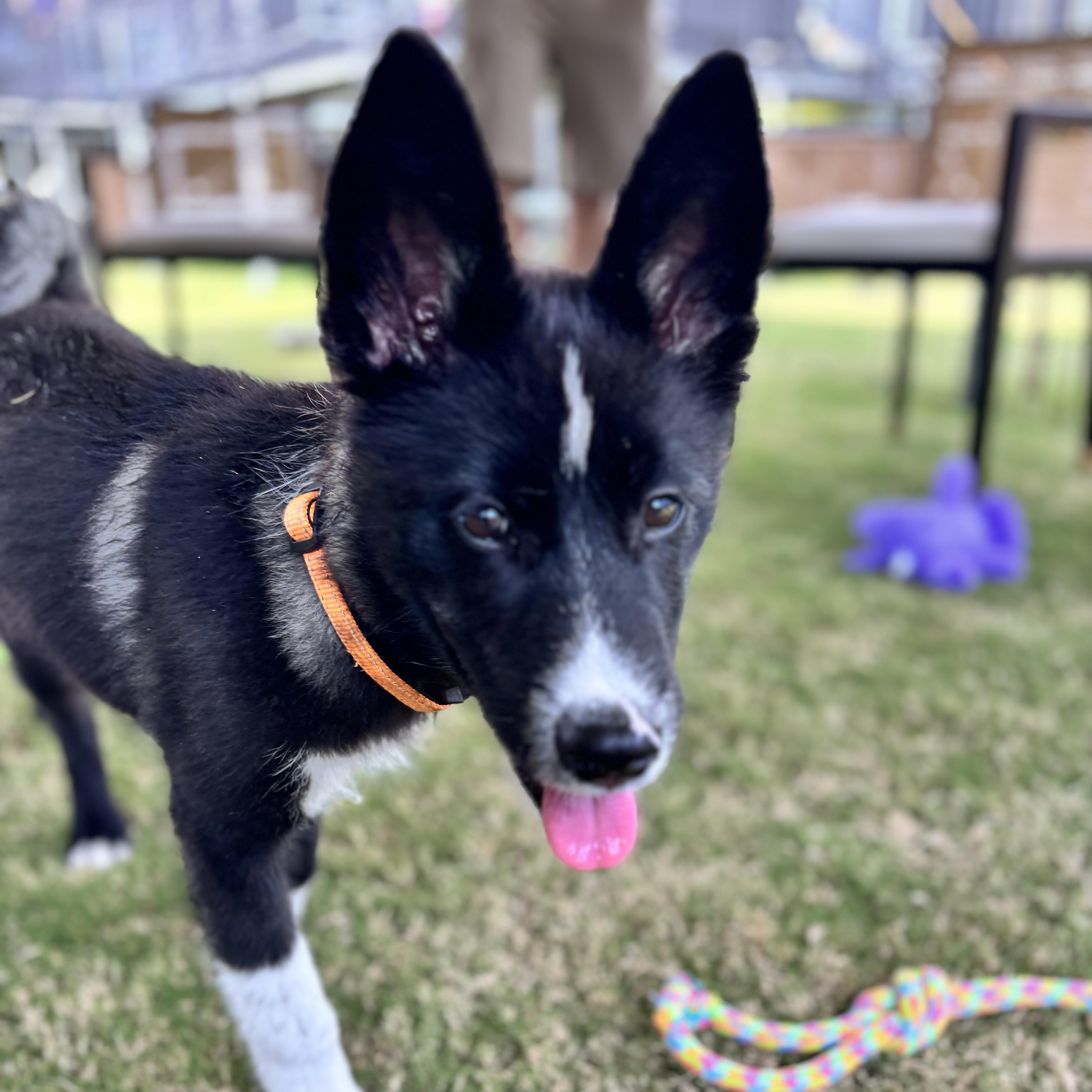 A baby large-sized female Husky dog named Rhinestone for adoption in Richmond, VA