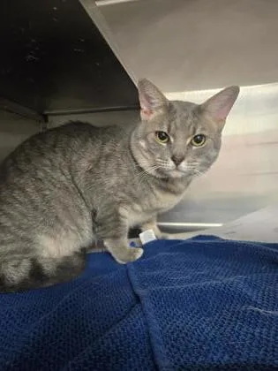 An adult medium-sized male Domestic Short Hair cat named Dawson for adoption in West Chester, PA