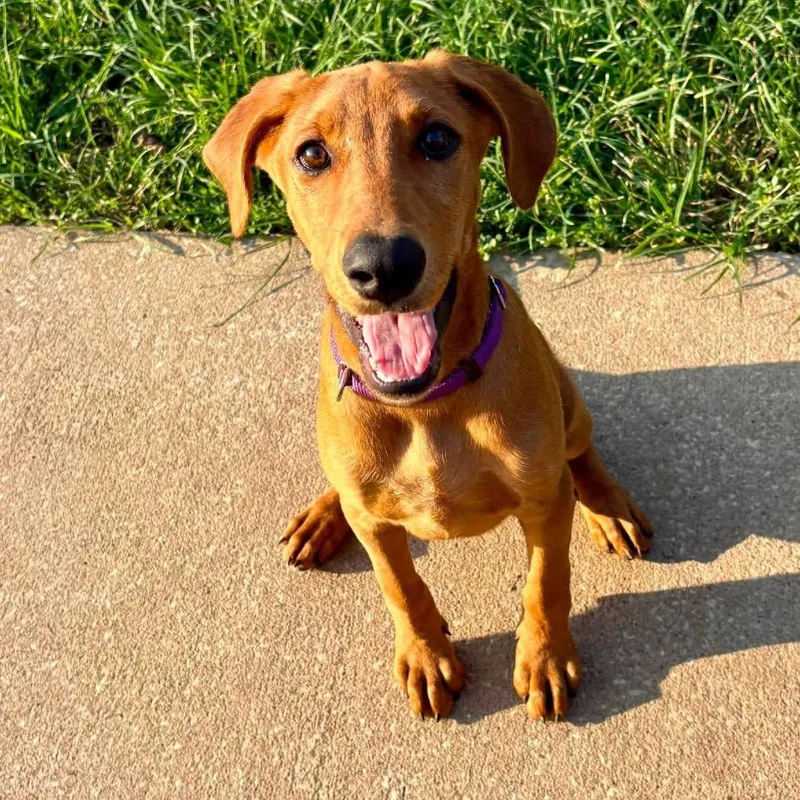 A baby medium-sized female Yellow / Tan / Blond / Fawn Hound dog named Coral for adoption in Shawnee, KS