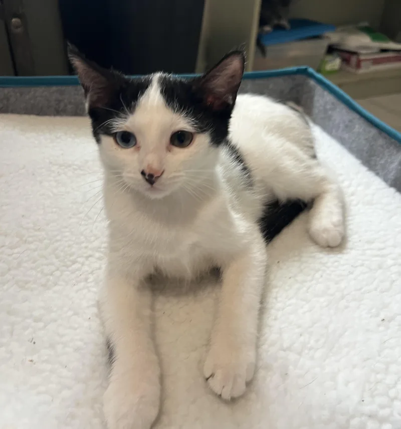 A baby medium-sized female Black & White / Tuxedo Domestic Short Hair cat named Teddy for adoption in Lombard, IL