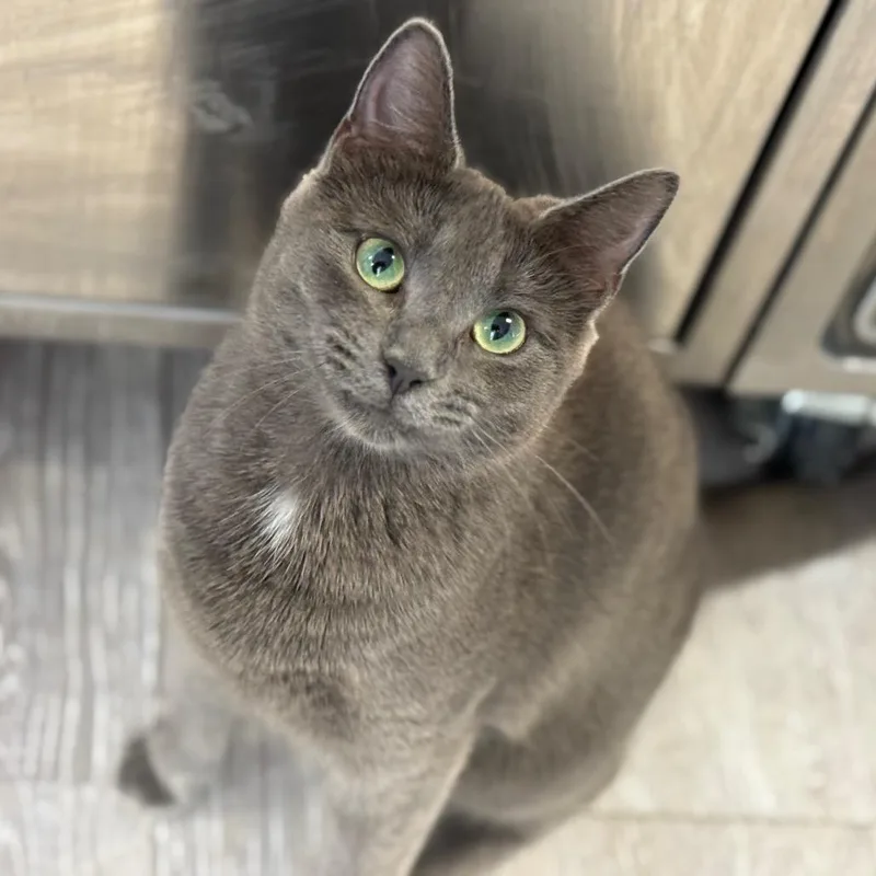 A young medium-sized female Gray / Blue / Silver Domestic Short Hair cat named Egg Roll for adoption in Pasadena , MD