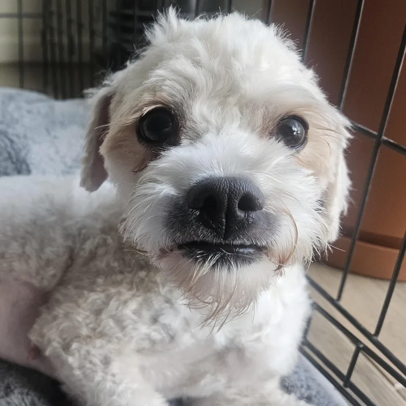 An adult small-sized female White / Cream Miniature Poodle dog named Snow for adoption in Liverpool, TX
