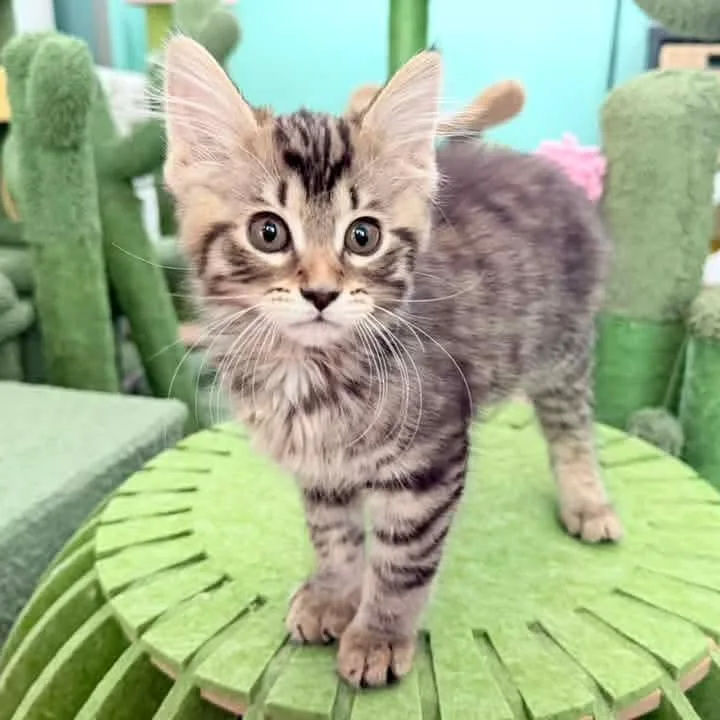 A baby medium-sized female Tabby (Brown / Chocolate) Domestic Long Hair cat named Robin for adoption in Kentwood, MI