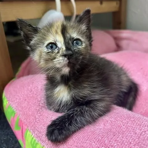 A baby medium-sized female Domestic Short Hair cat named Dolly for adoption in Allen, TX