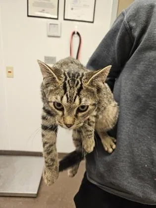 A baby small-sized male Domestic Short Hair cat named Pembroke for adoption in South Bend, IN