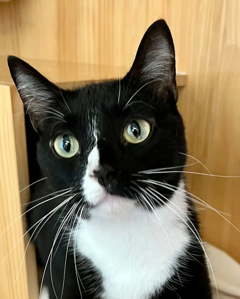 An adult medium-sized female Black & White / Tuxedo Tuxedo cat named Sissy for adoption in Sautee Nacoochee, GA