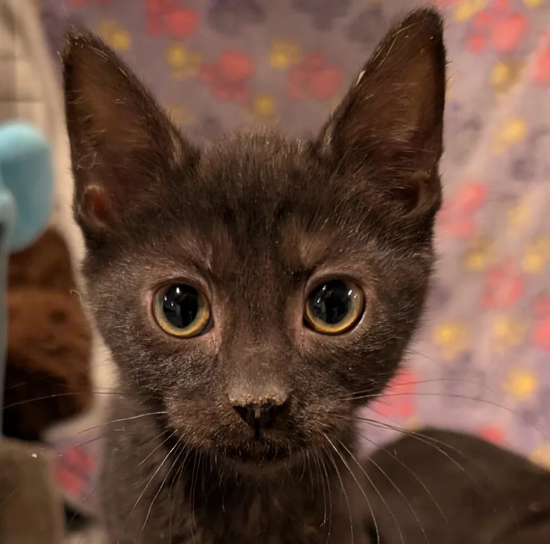 Carmen  Md thumbnail 2