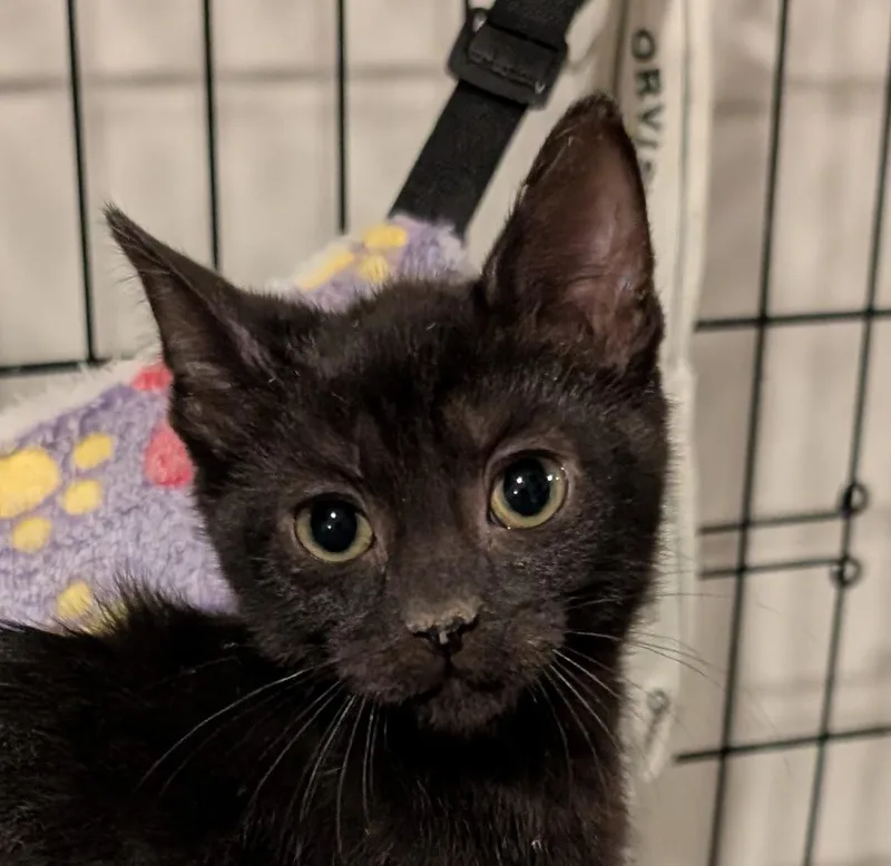 Carmen  Md thumbnail 3