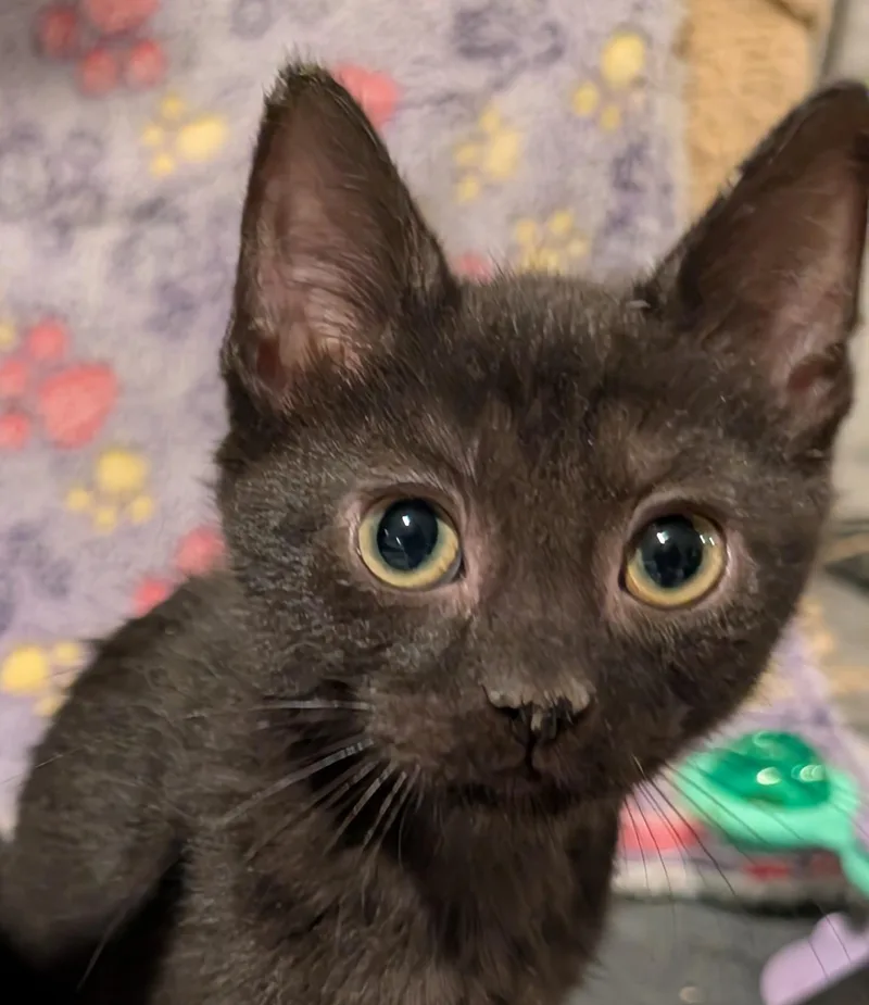 Carmen  Md thumbnail 4