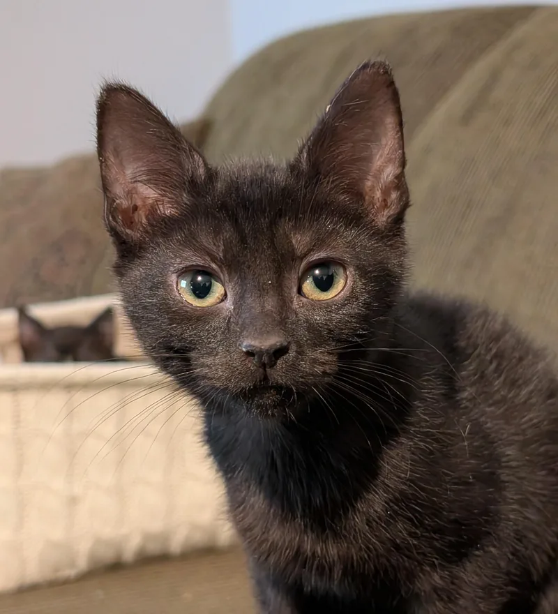 Carmen  Md thumbnail 5