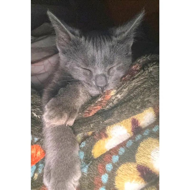 A baby small-sized female Gray / Blue / Silver Domestic Short Hair cat named Lulu Khan for adoption in Austin, TX