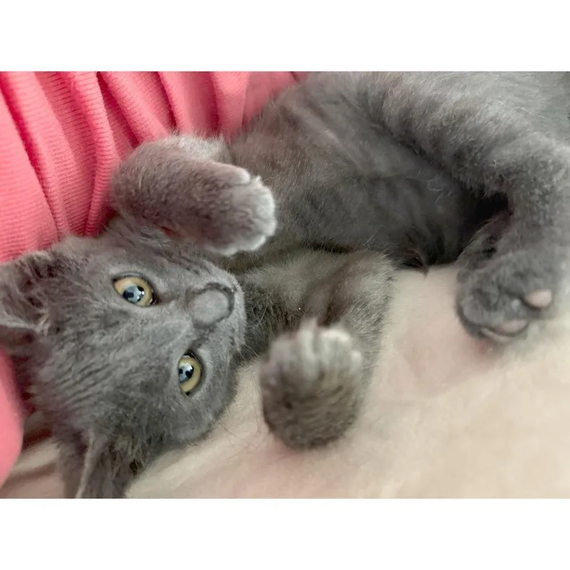 Lulu Khan thumbnail 2