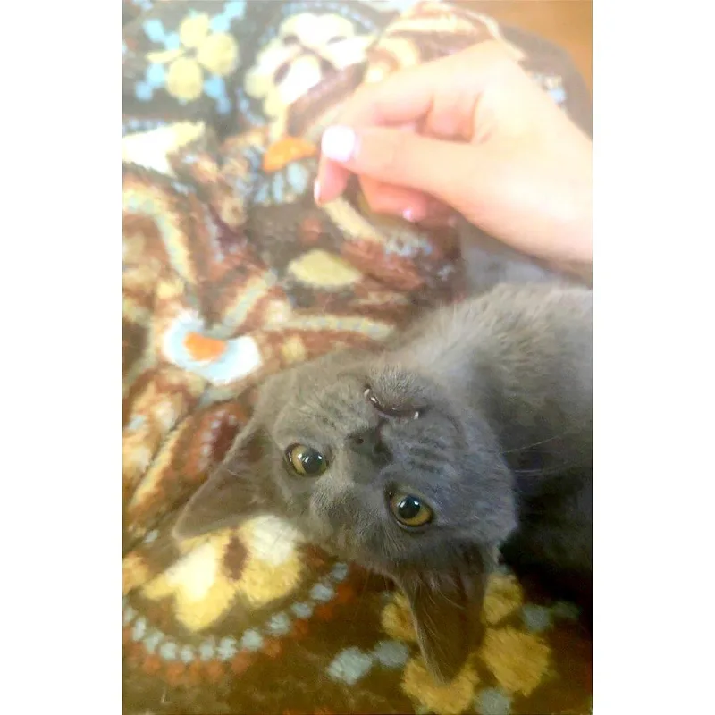 Lulu Khan thumbnail 4