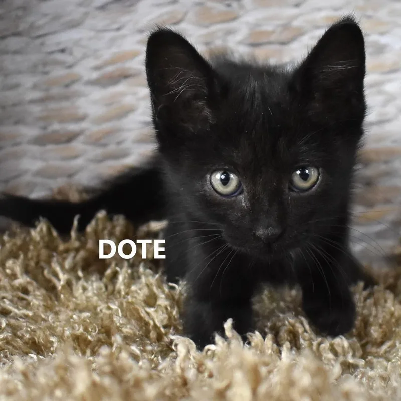 A baby small-sized female Black Domestic Short Hair cat named Dot for adoption in Yuma, AZ