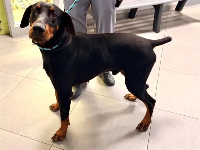 An adult large-sized male Doberman Pinscher dog named Knox for adoption in Rancho Cucamonga, CA