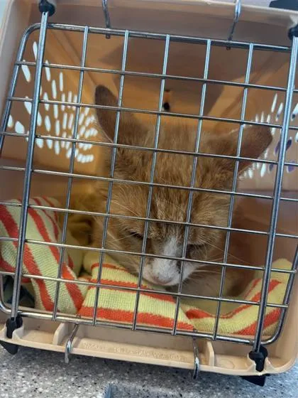 An adult medium-sized male Domestic Short Hair cat named Alex for adoption in West Chester, PA
