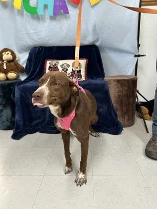 An adult large-sized female American Staffordshire Terrier dog named Aster for adoption in McCook, NE