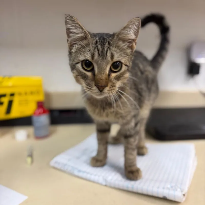 A baby small-sized male Black Domestic Short Hair cat named Louise for adoption in Ardmore, OK