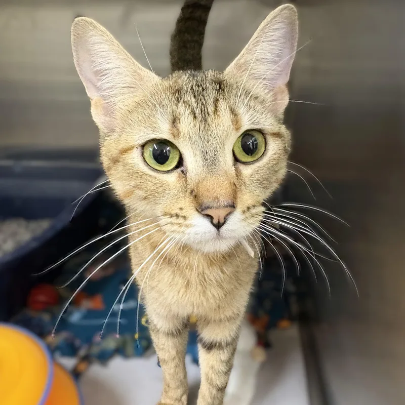 A baby medium-sized female Tabby (Brown / Chocolate) Abyssinian cat named Gia for adoption in Columbia, MD