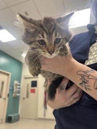 A baby small-sized male Domestic Short Hair cat named Terry for adoption in Fishers, IN