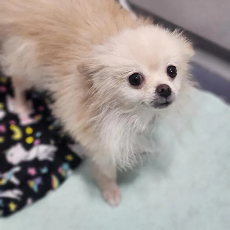 An adult small-sized female Pomeranian dog named Mimi for adoption in Walnutport, PA