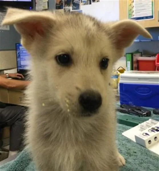 A baby small-sized male Shepherd dog named Bug for adoption in Riverside, CA