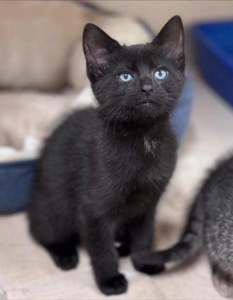 A baby small-sized male Black Domestic Short Hair cat named Celery for adoption in Hackensack, MN