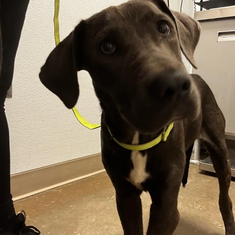 A young medium-sized male Gray / Blue / Silver Mixed Breed dog named Bruce for adoption in Tulsa, OK
