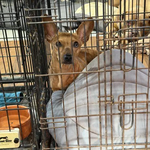 A young small-sized male Red / Chestnut / Orange Miniature Dachshund dog named Stubby for adoption in Matthews, IN