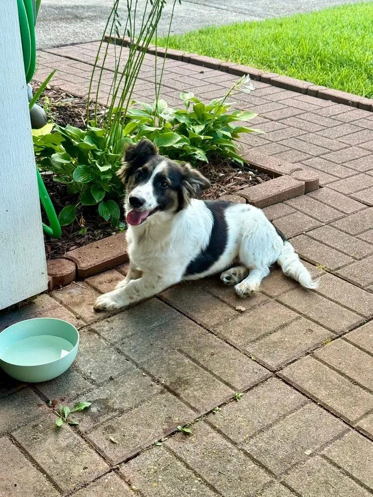 A baby small-sized male Tricolor (Brown, Black, & White) Cardigan Welsh Corgi dog named Milo A for adoption in Silsbee, TX