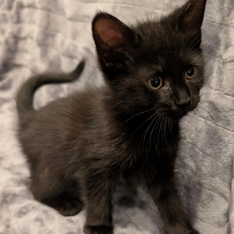 A baby small-sized male Gray / Blue / Silver Domestic Short Hair cat named Apollo for adoption in Oceanside, NY
