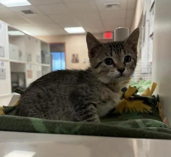 A baby small-sized female Domestic Short Hair cat named Boo for adoption in Great Falls, MT