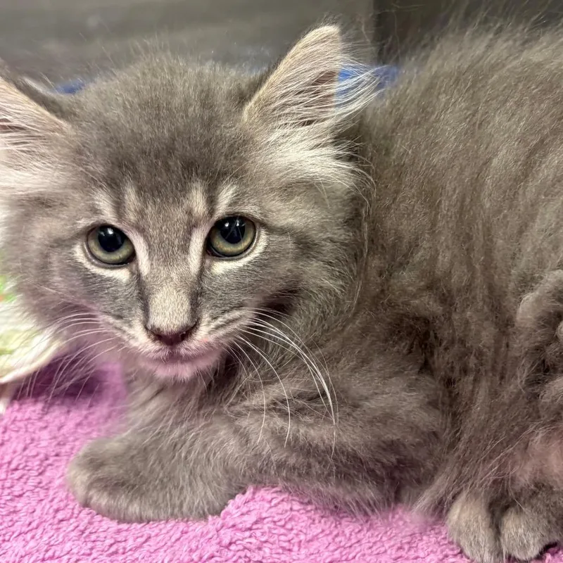 A baby small-sized female Gray / Blue / Silver Domestic Short Hair cat named Persephone for adoption in East Hanover, NJ