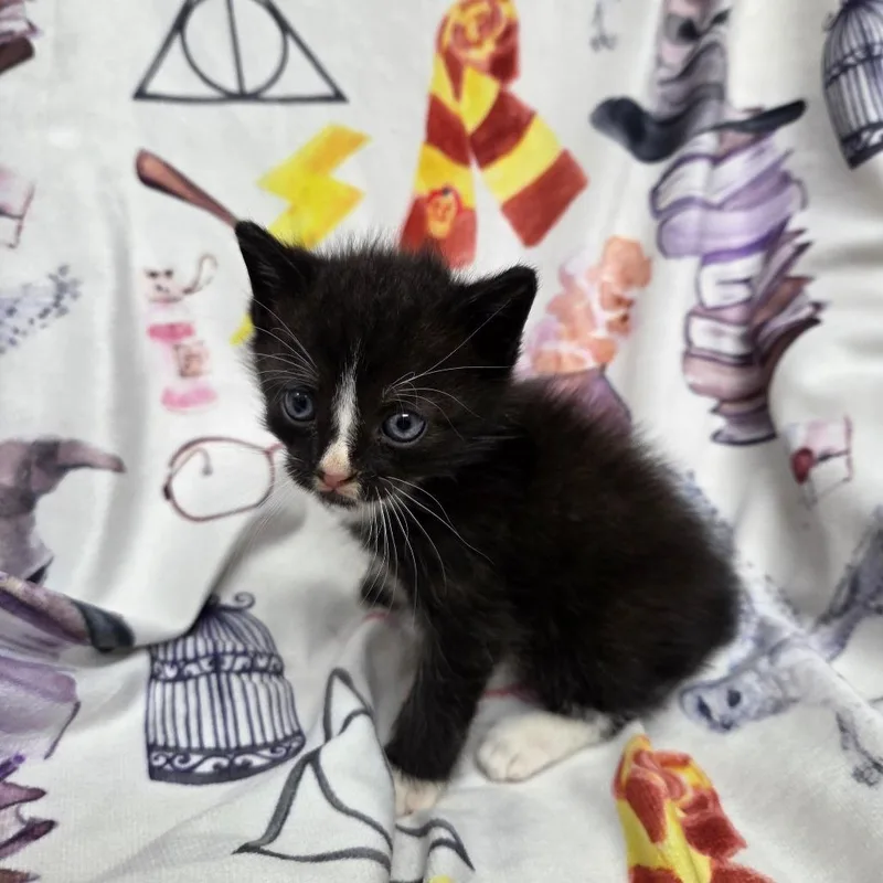 A baby small-sized male Black Domestic Short Hair cat named Tinky Winky for adoption in Parkersburg, WV