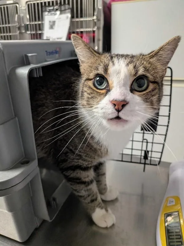 An adult large-sized male Tabby (Brown / Chocolate) Domestic Short Hair cat named Pumpkin for adoption in Cincinnati, OH