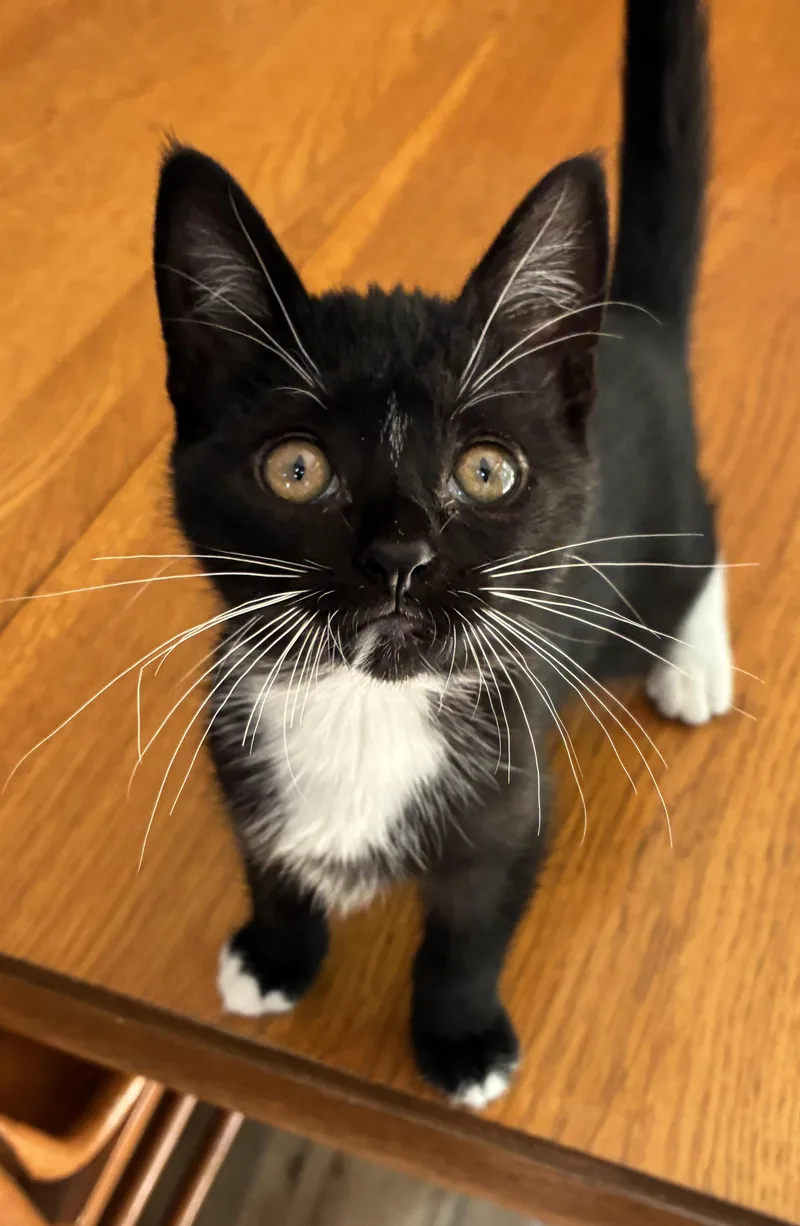A baby small-sized female Black & White / Tuxedo Domestic Short Hair cat named Pepper for adoption in Brighton, MI