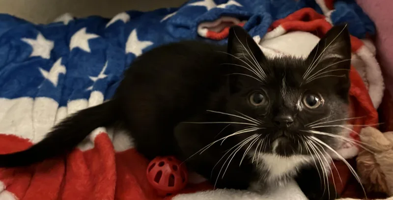 Pepper thumbnail 2