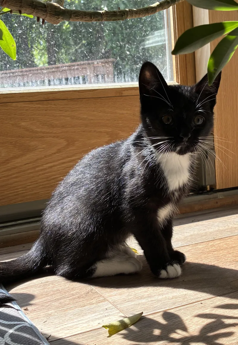 Pepper thumbnail 6