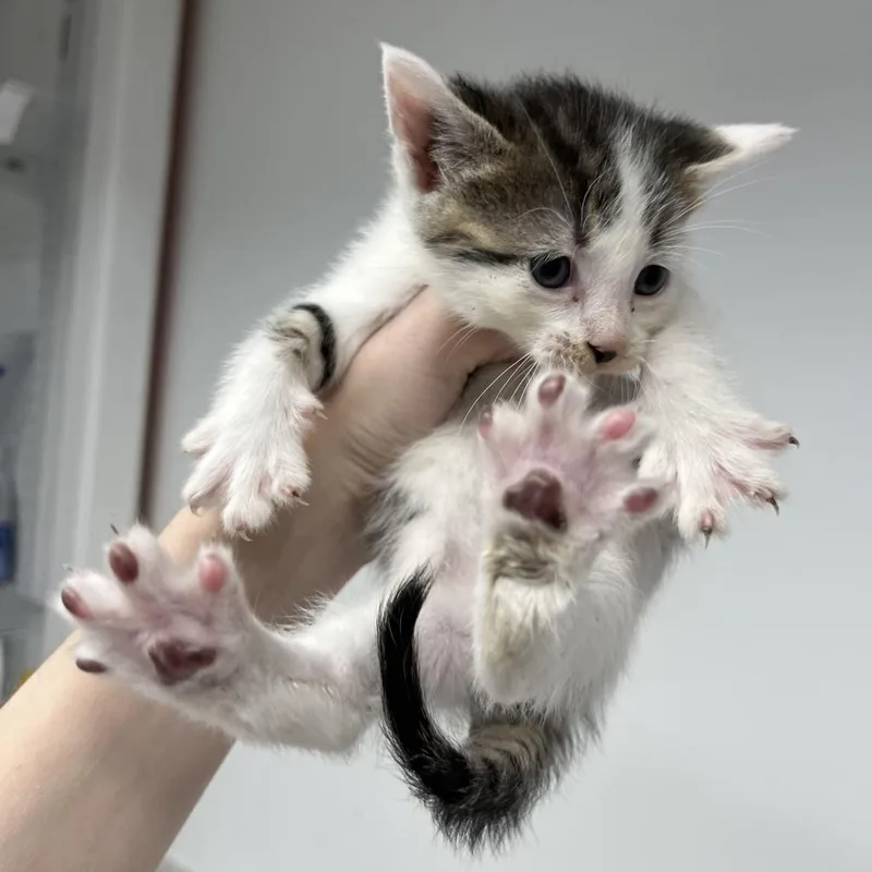Effie thumbnail 2
