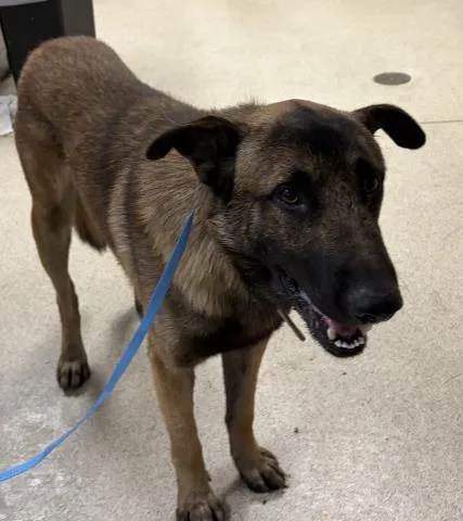 A young large-sized male German Shepherd Dog dog named Brock for adoption in Riverside, CA