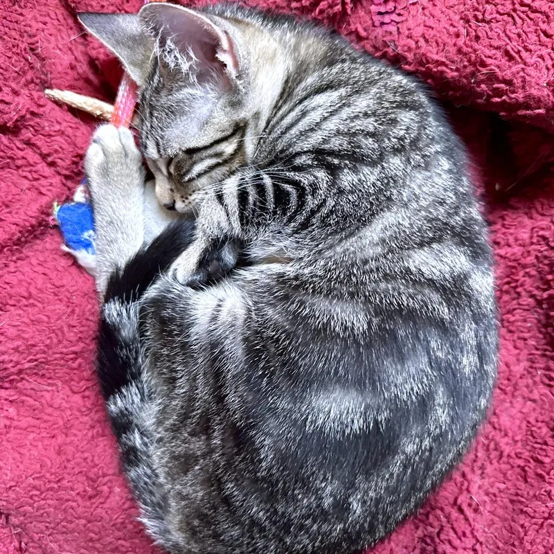 A baby small-sized female Brown / Chocolate Domestic Short Hair cat named Olympia for adoption in Austin, TX