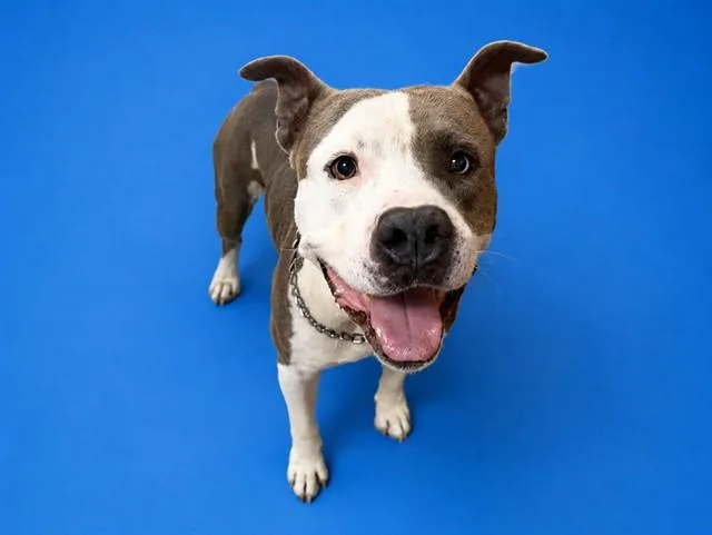A young large-sized male American Bulldog dog named Rollie for adoption in Miami, FL