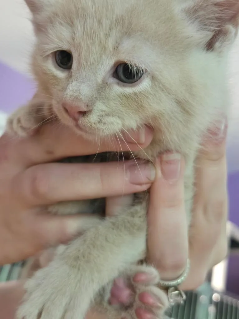 A baby small-sized female Domestic Short Hair cat named Caterpillar for adoption in Cambridge, MD