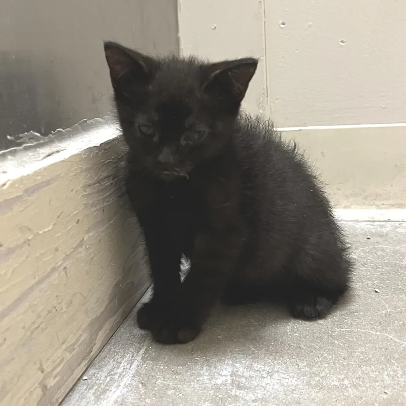 A baby small-sized female Black Domestic Short Hair cat named Scamp for adoption in York, PA