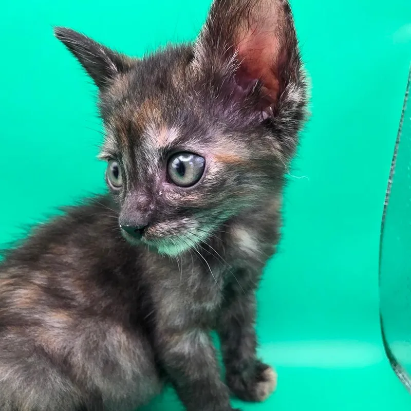 A baby small-sized female Tortoiseshell Domestic Short Hair cat named Grace for adoption in Escondido, CA