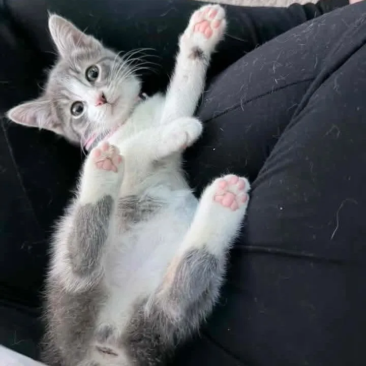A baby medium-sized female Tabby (Gray / Blue / Silver) Domestic Short Hair cat named Hummingbird for adoption in Kentwood, MI