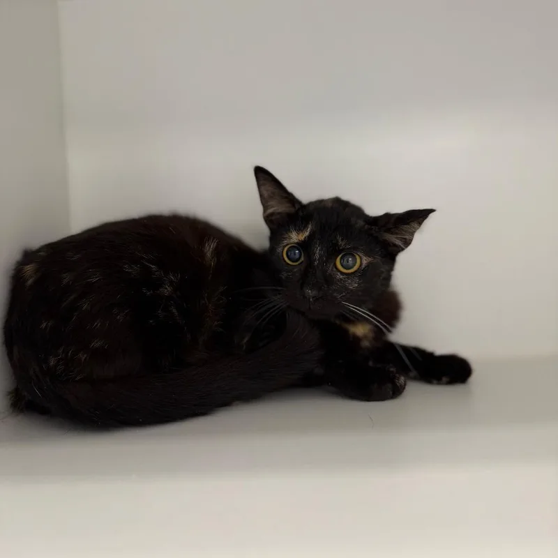 A young small-sized female Tortoiseshell Domestic Short Hair cat named Mariah Carey for adoption in Port Richey, FL