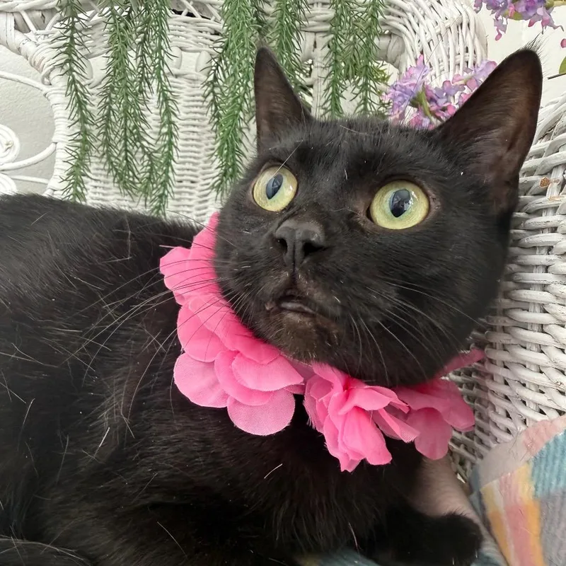 An adult small-sized female White Domestic Short Hair cat named Tail Wind for adoption in Eaton Rapids, MI