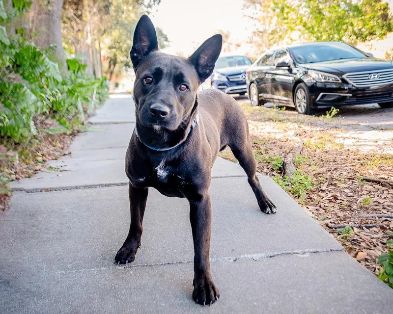 A young medium-sized female Shepherd dog named Lanie for adoption in Saint Petersburg, FL